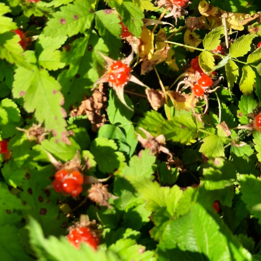 20240605%EF%BC%BF075749.jpg?type=w1