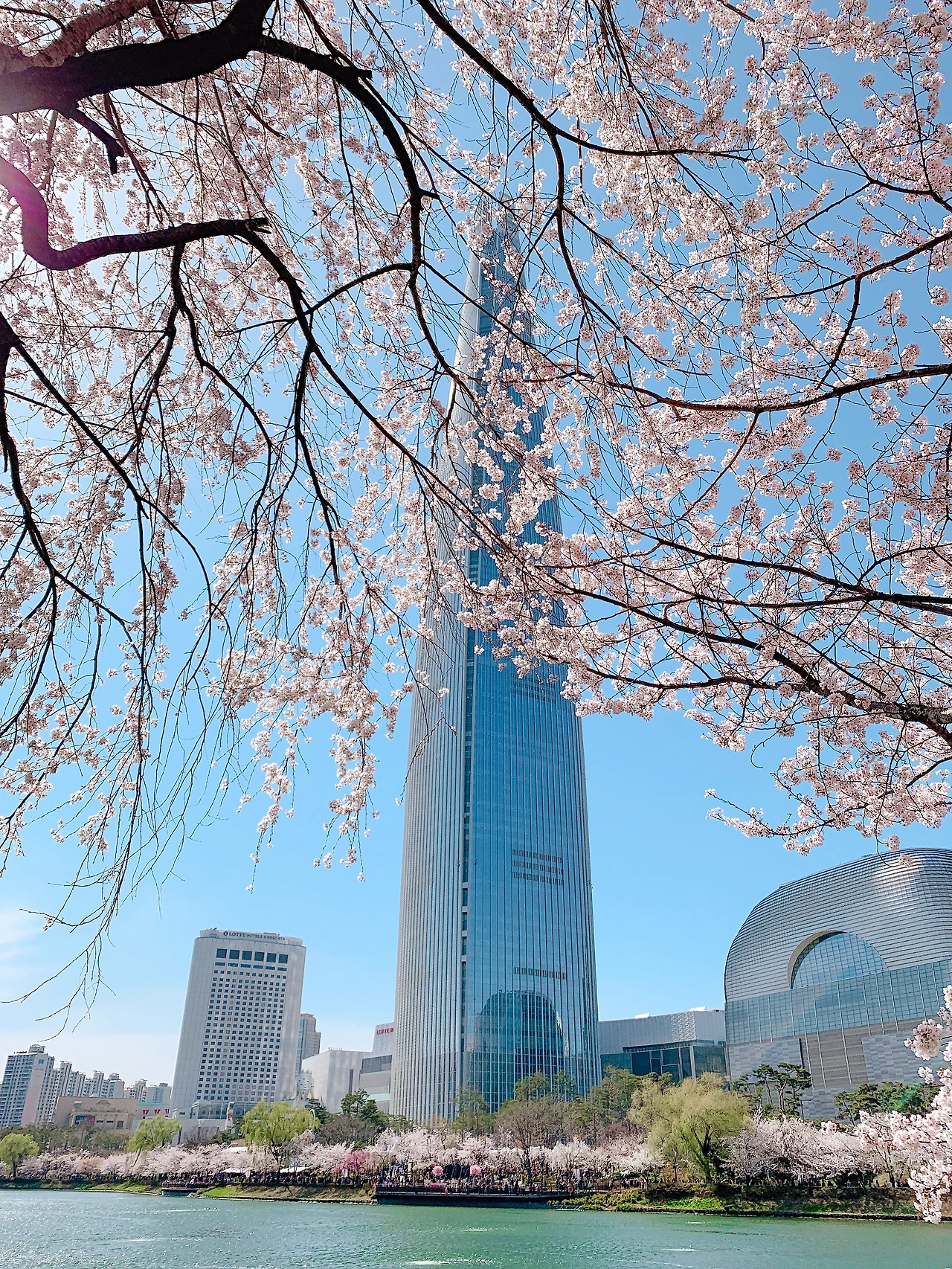 카카오 브런치 벚꽃 롯데 시그니엘 타워.JPG