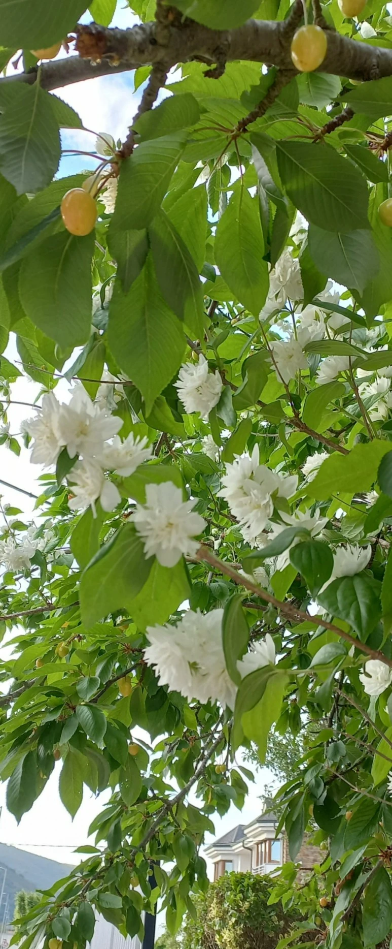 SE-2c300252-b77f-44e8-9e0c-974c56da770c.jpg?type=w773