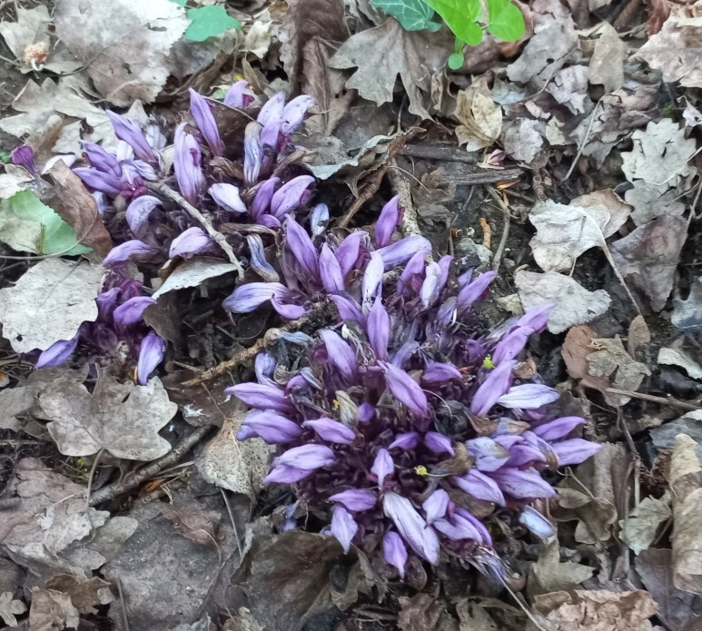 SE-fcc12341-fbf2-4a93-8c7a-1168e0614650.jpg?type=w773