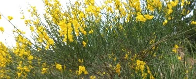 SE-18e9a06c-a6ea-449d-893b-e3351b764602.jpg?type=w386