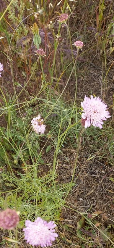 SE-924d76da-11f5-48fa-a0ff-908e26002302.jpg?type=w386