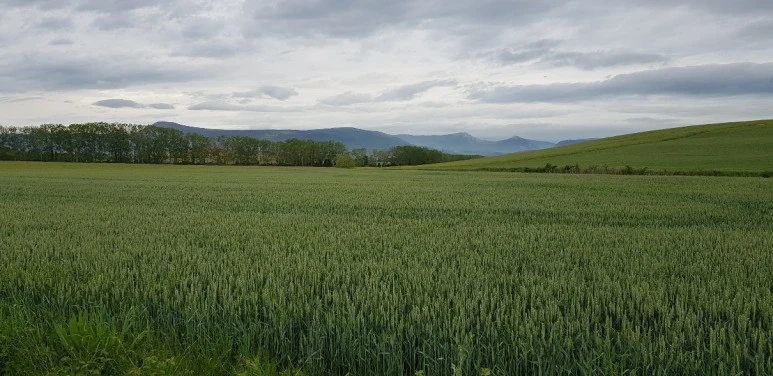 1683650304776.jpg?type=w773