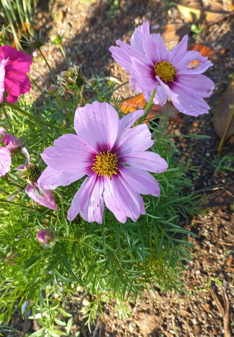 SE-6668af93-4ae3-4055-938d-fca7964727fc.jpg?type=w773