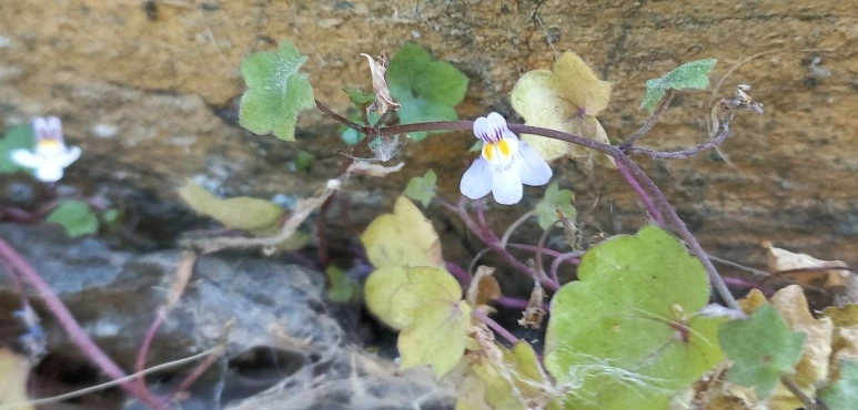 SE-577ef95e-7364-4a80-a2c3-9111139d3ccf.jpg?type=w773