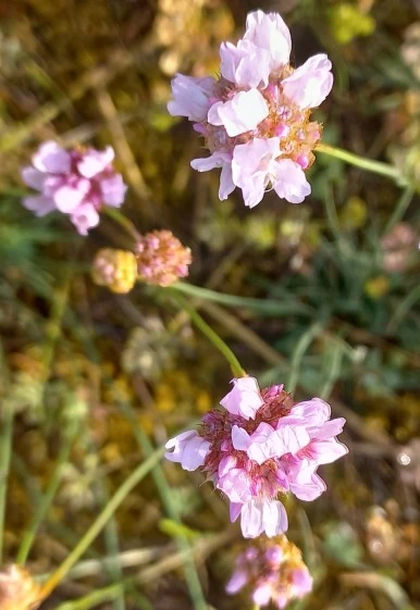 SE-52dc94b9-eddb-4672-845c-16d69aa77519.jpg?type=w386