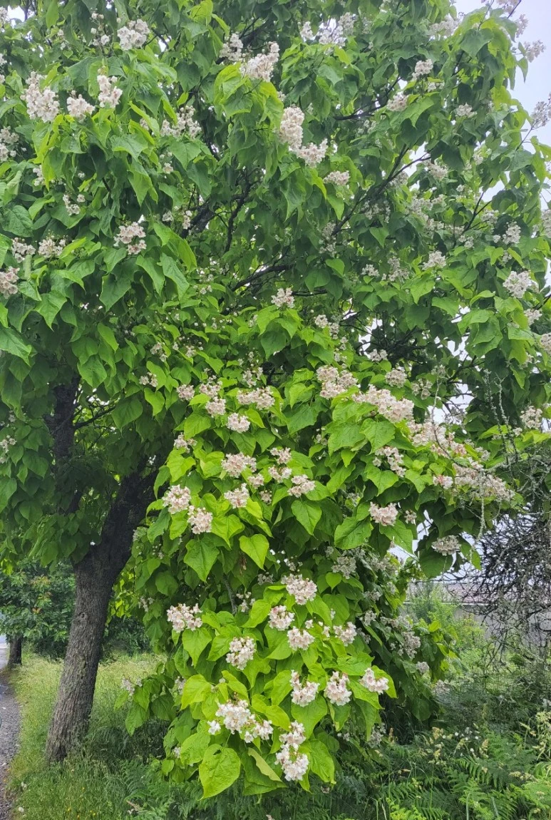 SE-f2938834-57d9-4ab5-a68b-f0747fe0b394.jpg?type=w773