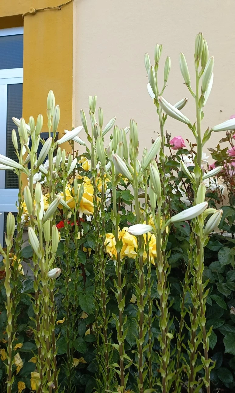 SE-7701b2cd-2419-4362-ab83-8aea5516350f.jpg?type=w773