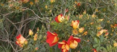 20230520_100035.jpg?type=w386