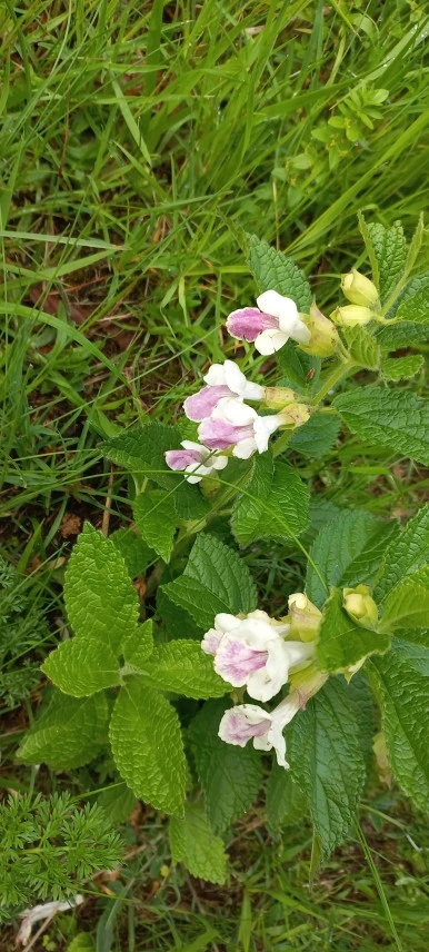 20230602_082151.jpg?type=w386