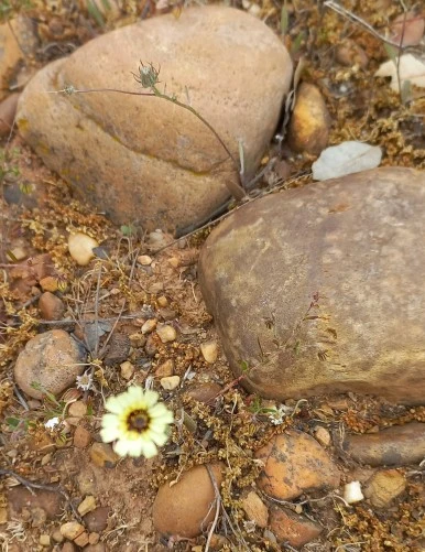 SE-78b1a3da-0d9b-4e06-ac16-3ff10b166504.jpg?type=w386