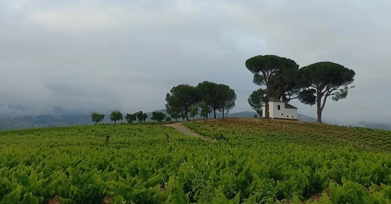 SE-510cb7e2-b198-438b-a018-0ecf9b91cc8d.jpg?type=w773