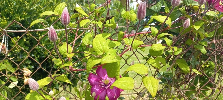 20230606_123801.jpg?type=w773