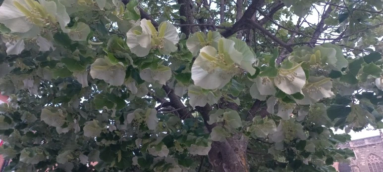 20230528_065713.jpg?type=w773