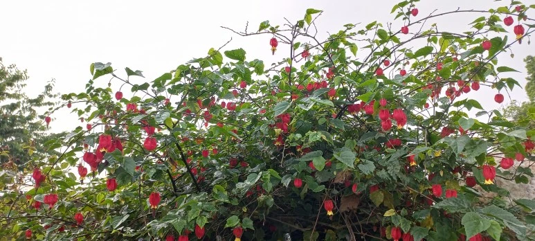 20230604_080426.jpg?type=w773