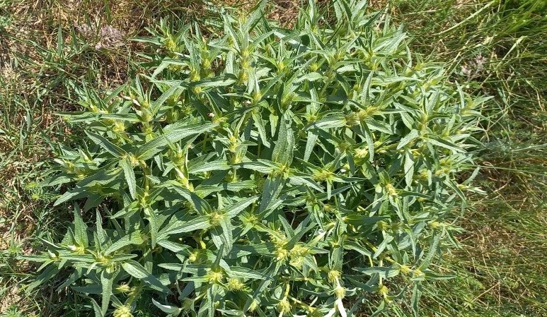 20230518_172406.jpg?type=w773