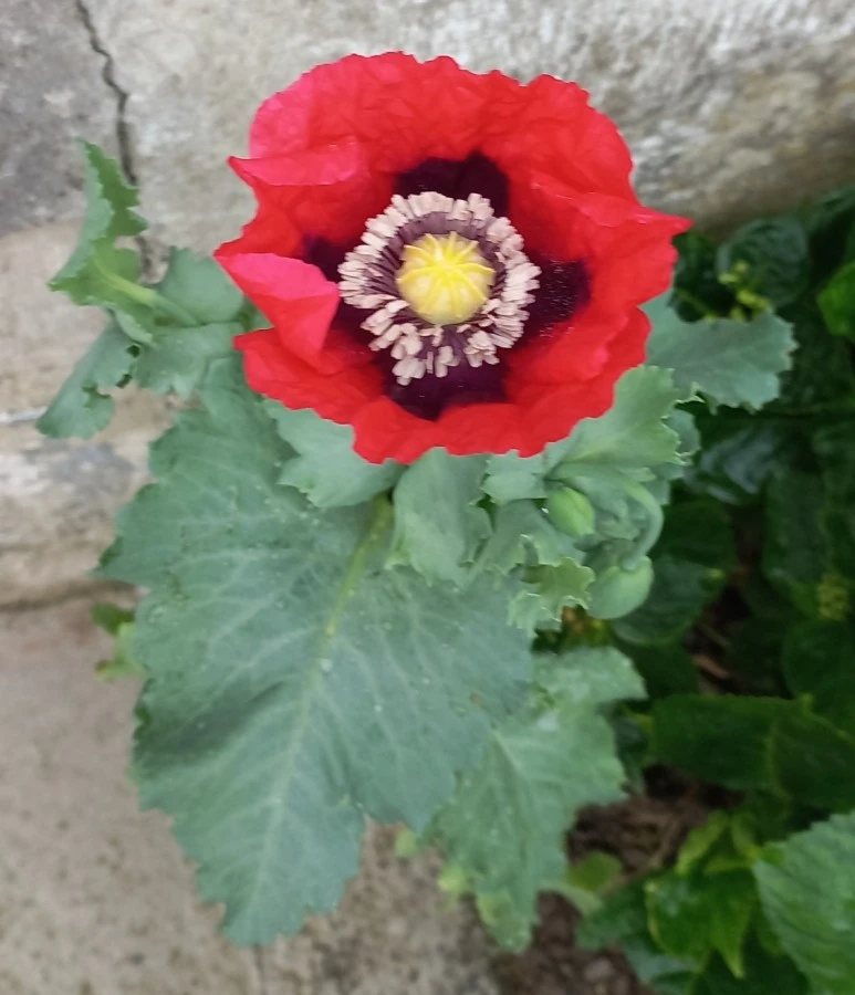 SE-9bb6b06e-475f-49f8-99dd-5d2e64a3f779.jpg?type=w773