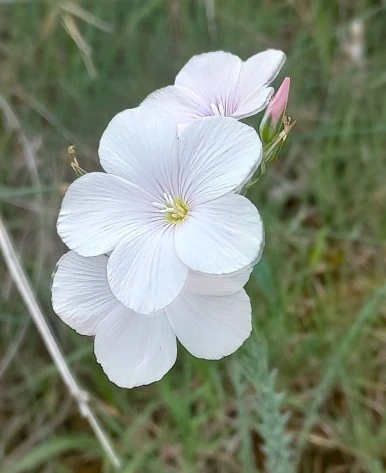 SE-a8b36c1c-b5a8-4fa0-85c8-ea9984754898.jpg?type=w386