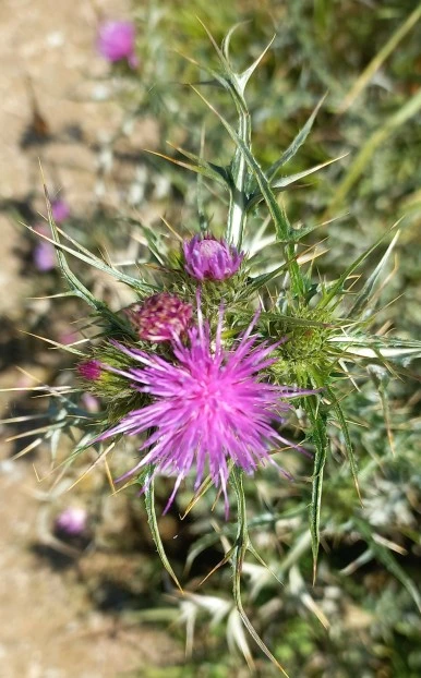 SE-a08a0ea8-dccb-44ff-8f90-ad59253dc119.jpg?type=w386