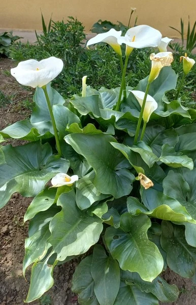 SE-f6b6d599-ab87-4b2d-82e2-51141c274f06.jpg?type=w386