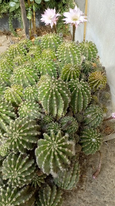 SE-5422b727-aeba-4faf-b73e-85c654951a45.jpg?type=w386