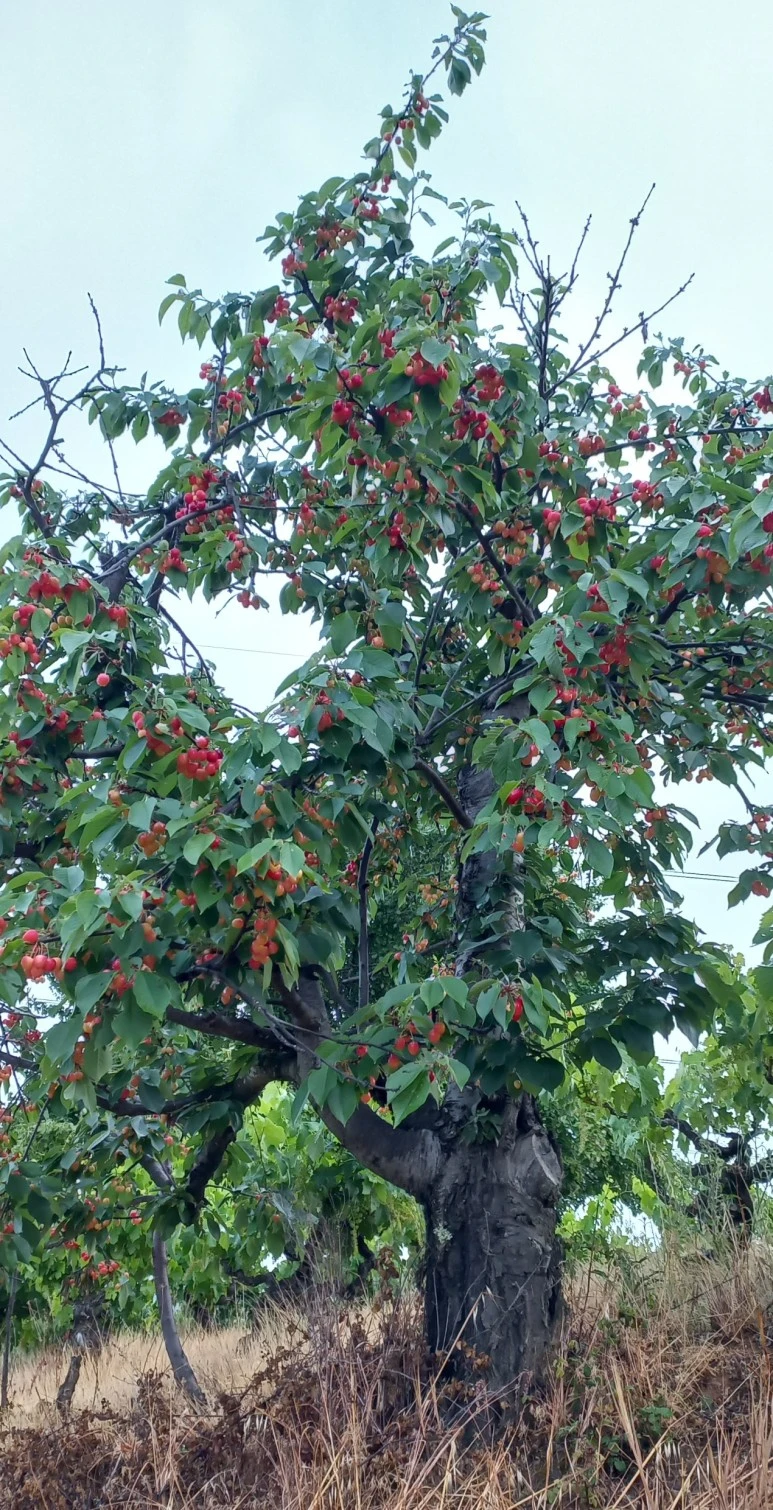 SE-801572ef-6edd-4025-a1f3-a669b6b126e5.jpg?type=w773