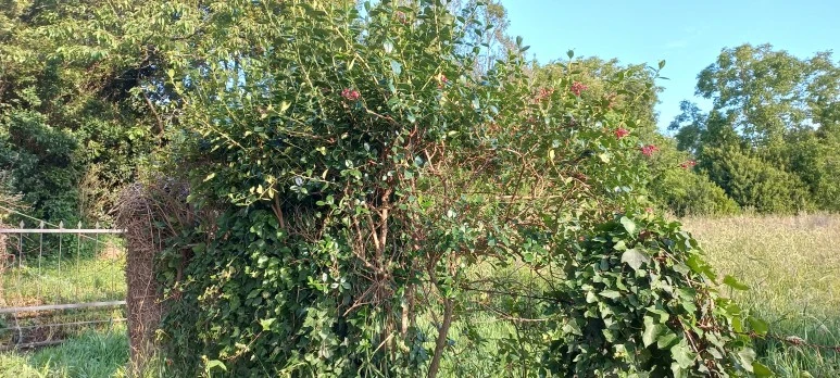 20230606_084240.jpg?type=w773