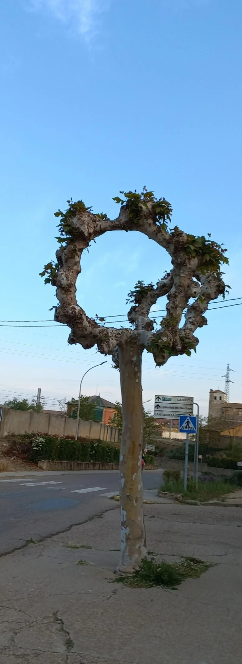 SE-58b54eca-65f5-46a7-9f54-597a579bc793.jpg?type=w773