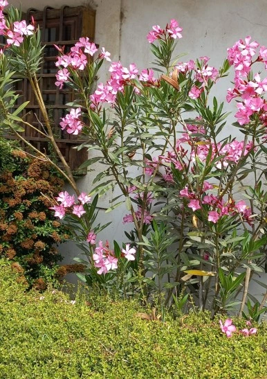 SE-cee93588-b7ad-466f-9ce8-7dccd98e2ce0.jpg?type=w386