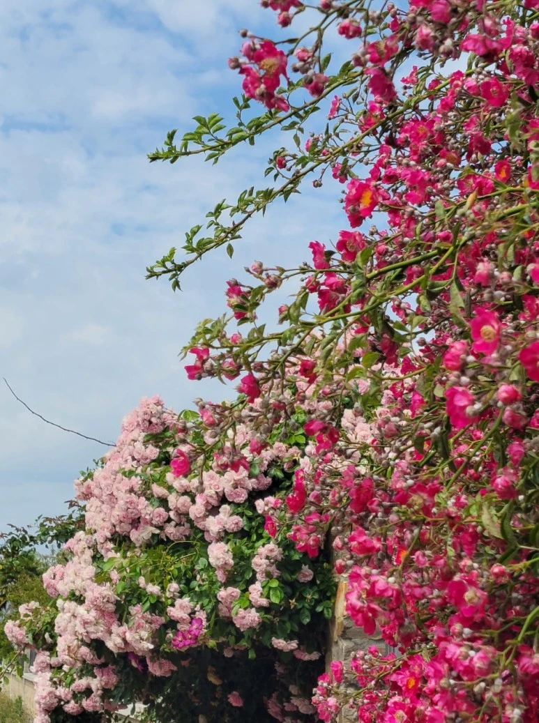 SE-cb994dec-b640-40a6-8586-f3d16f2b49f9.jpg?type=w773