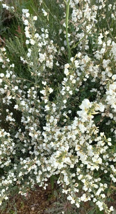 SE-4ff29251-1556-46b6-8f26-037f8055e5ed.jpg?type=w386