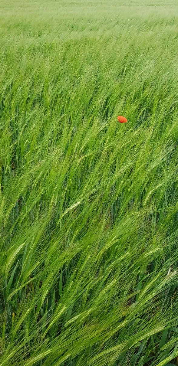 1683650305358.jpg?type=w773