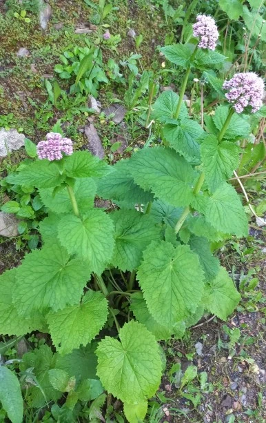 SE-a32728a5-5943-4e8f-92d7-4b0673089882.jpg?type=w386