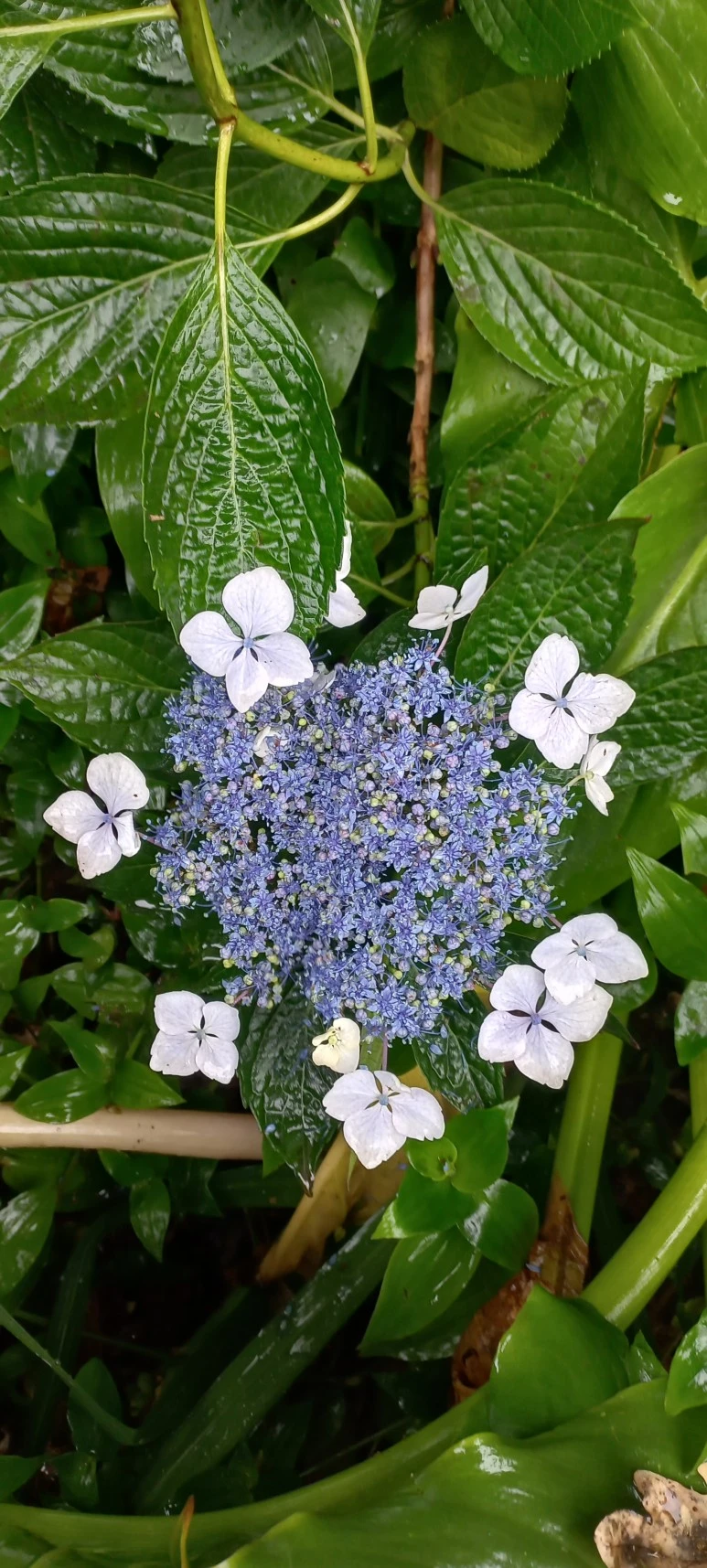 20230607_092854.jpg?type=w773