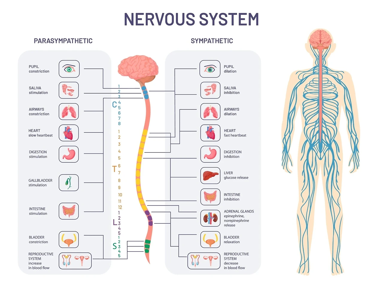 ANS-nervous-system.jpg?type=w3840