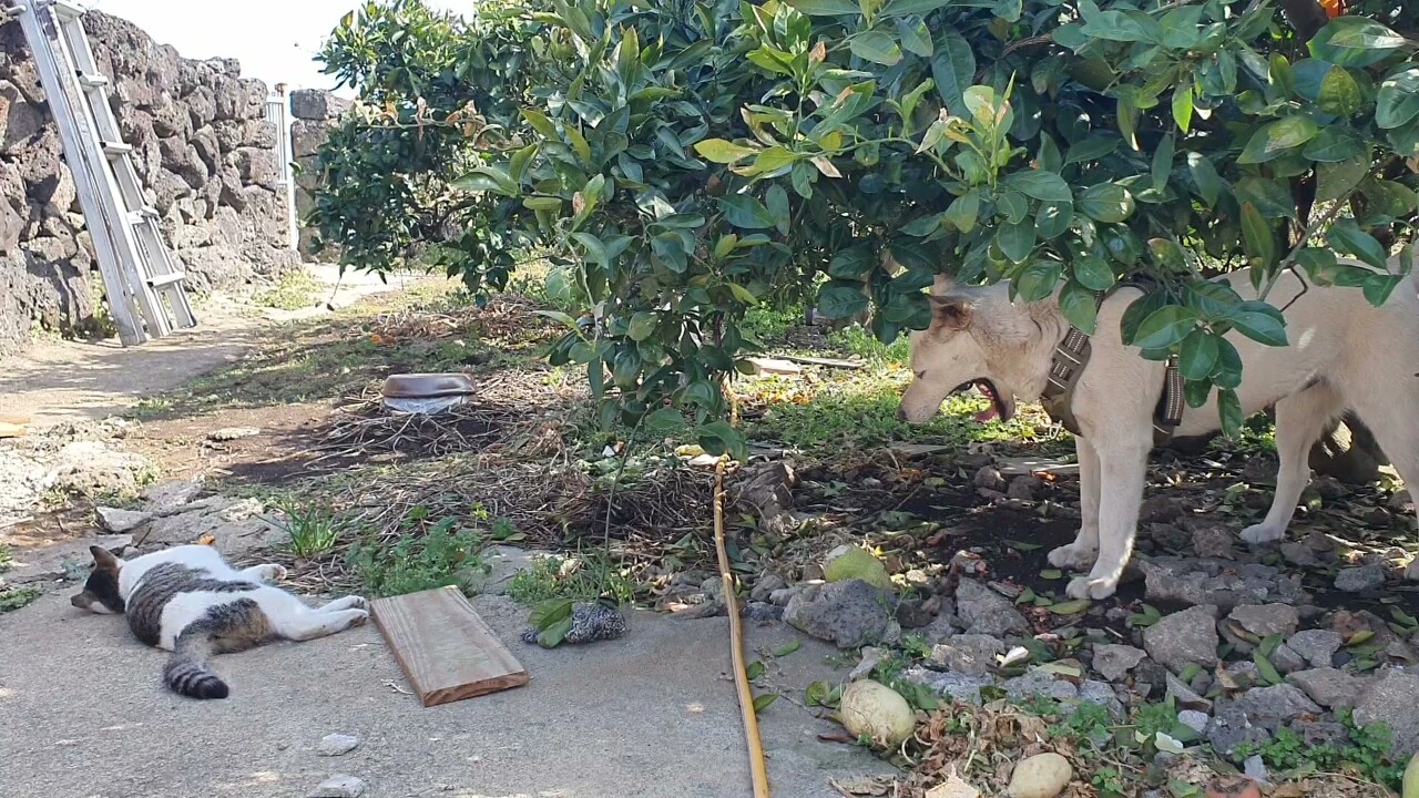 귤ㄴ무아래총이하픔이프니누워.jfif