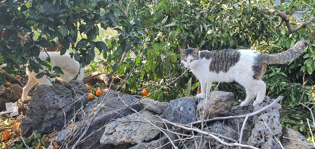 귤이픈총이돌담자연.jfif