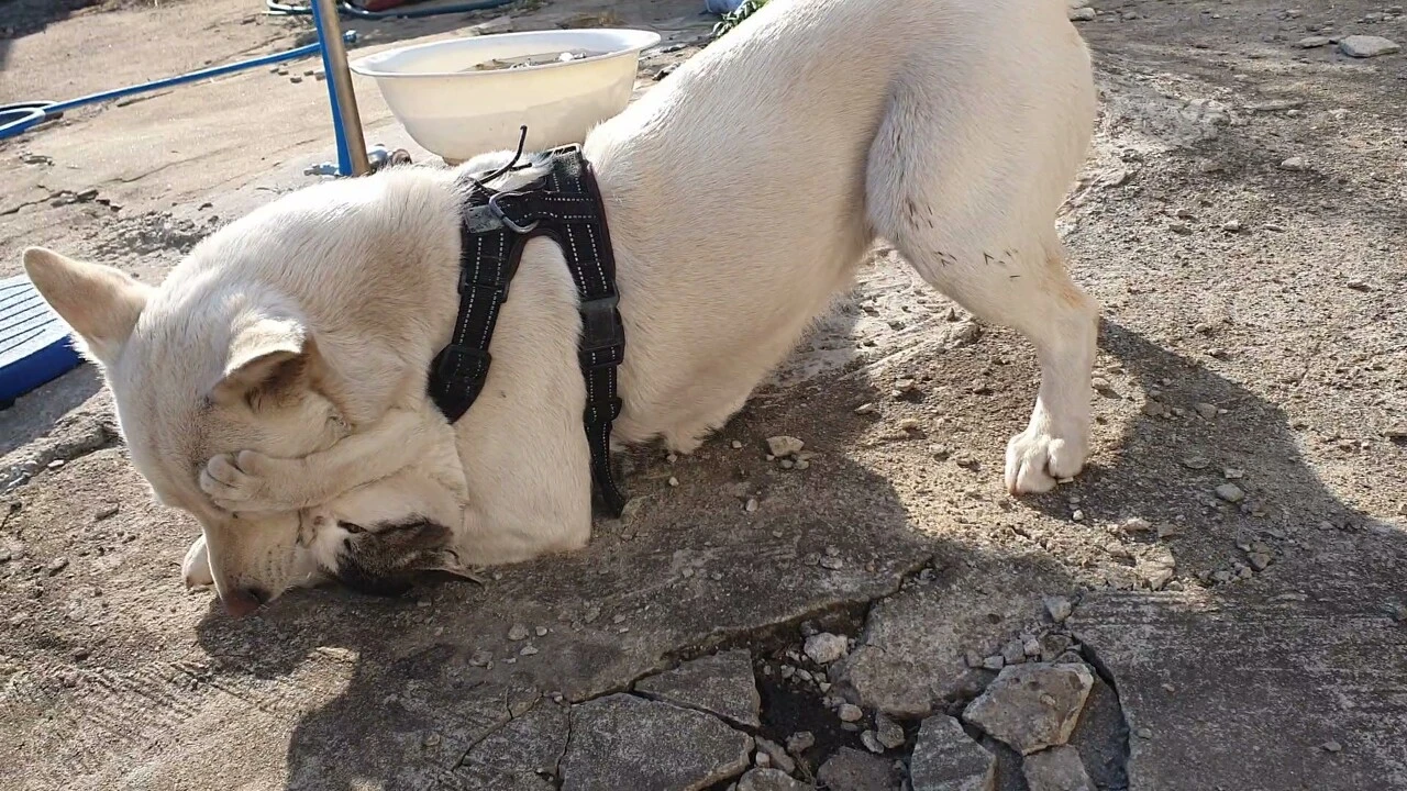 수돗가총이가이폰누르고이픈발로총이눈.jfif