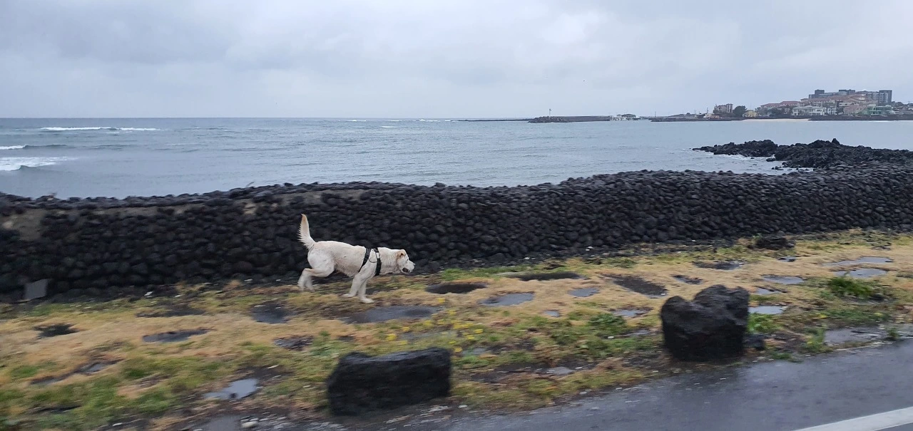 총이두발들고바다가달리기.jfif