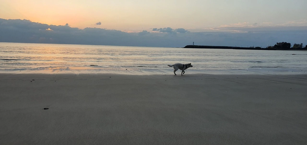 잋출총이소금막등대.jfif