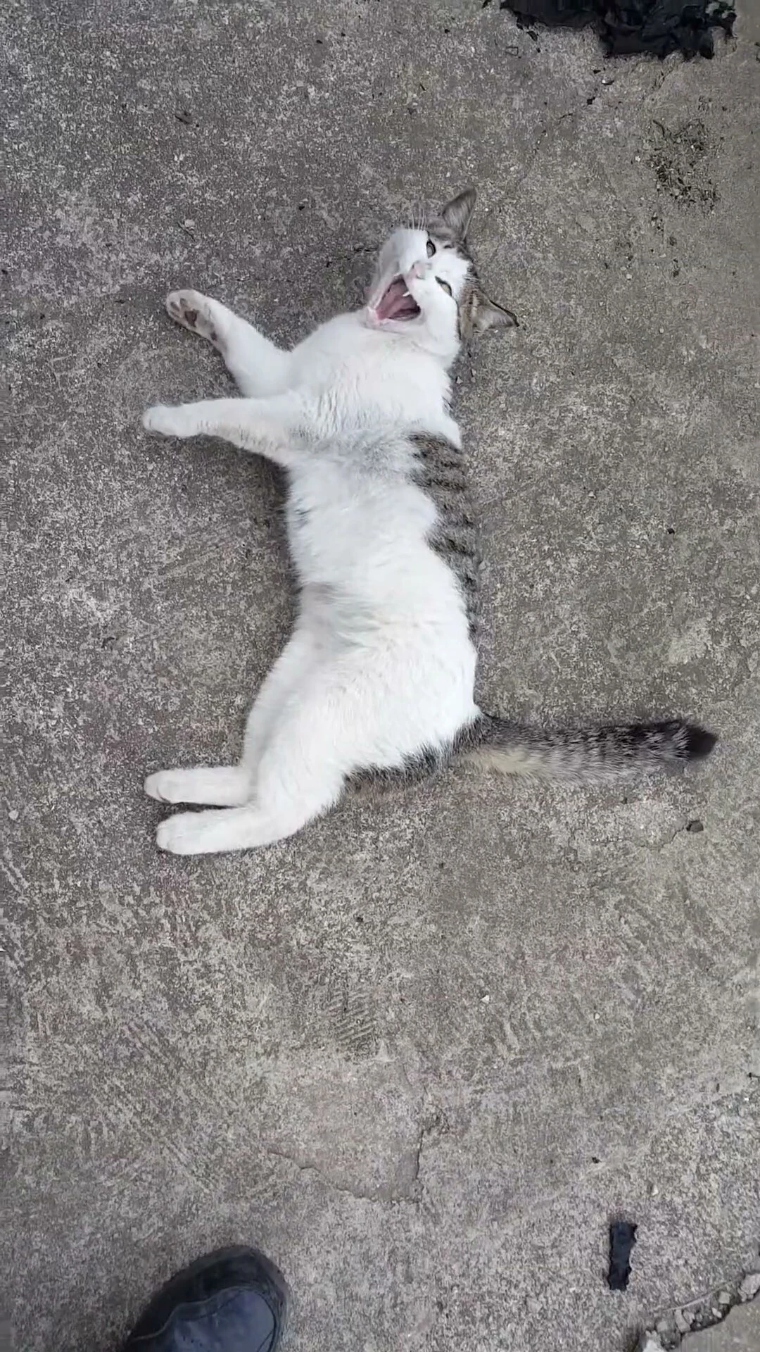 이프니하품시멘바닥위우낌.jfif