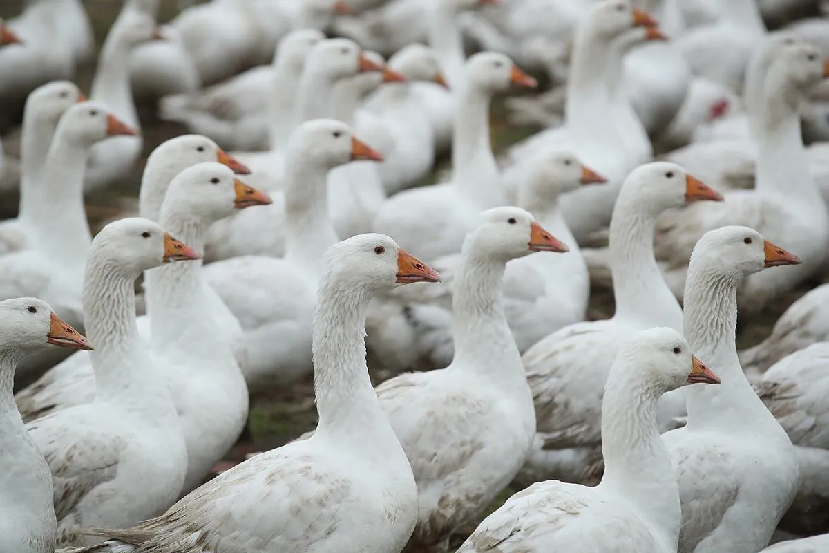 canada-goose-ethical-4.jpg?w=790&amp;f=fa66d86632c4ba4a982d04749f9542ac