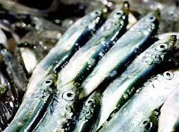 다운로드 (7).jpeg