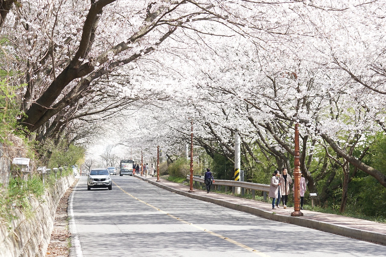 3-4나주한수제벚꽃길.JPG