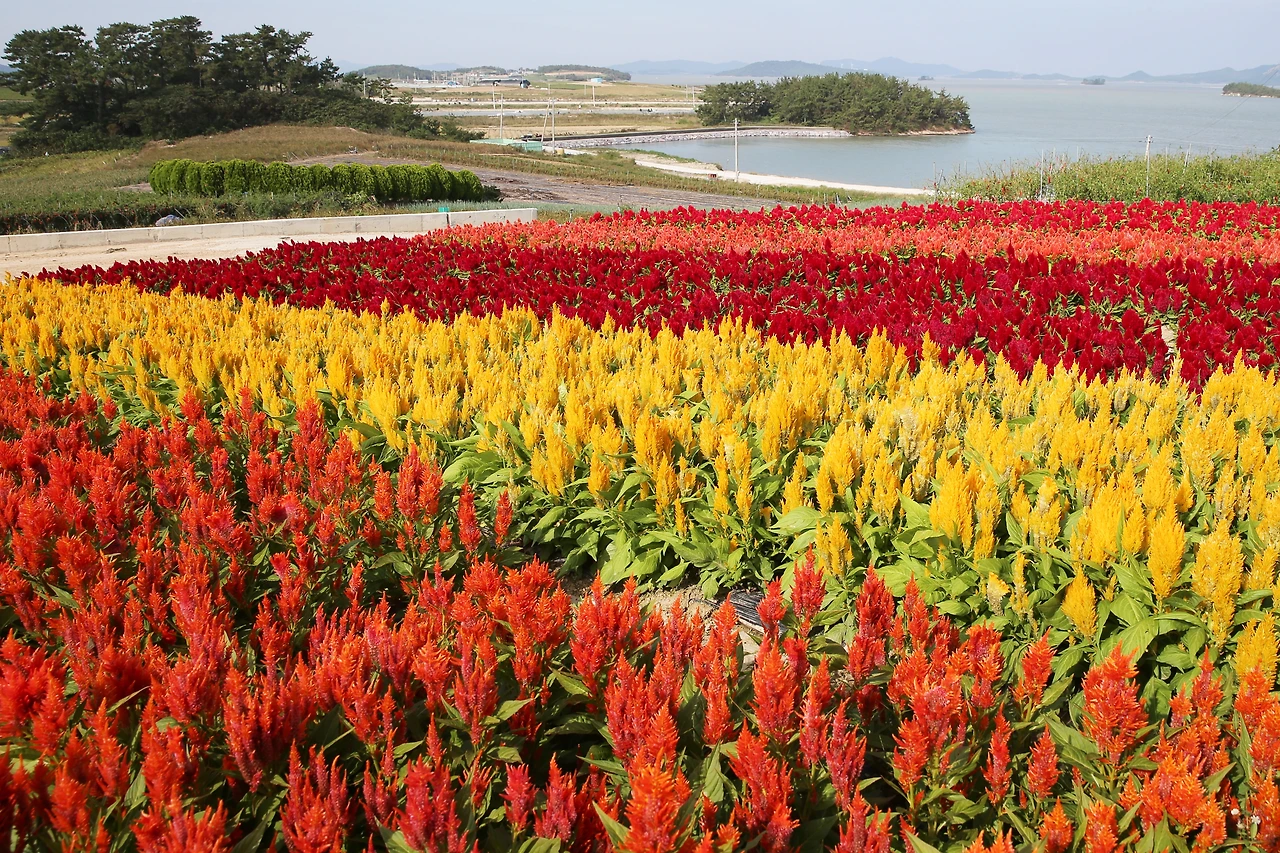 9-4병풍도_맨드라미_006 복사본.JPG