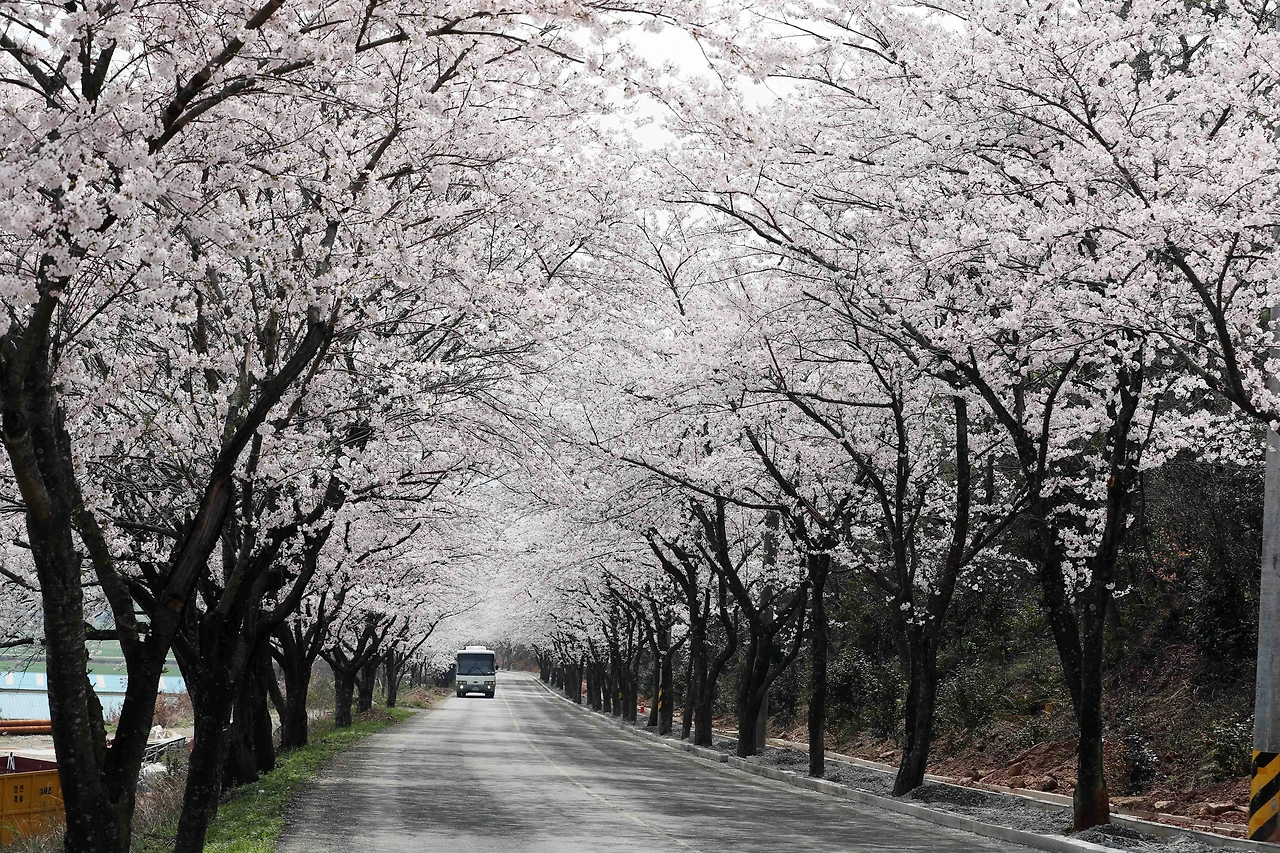 3-4강진까치내재 벚꽃 1 복사본.JPG