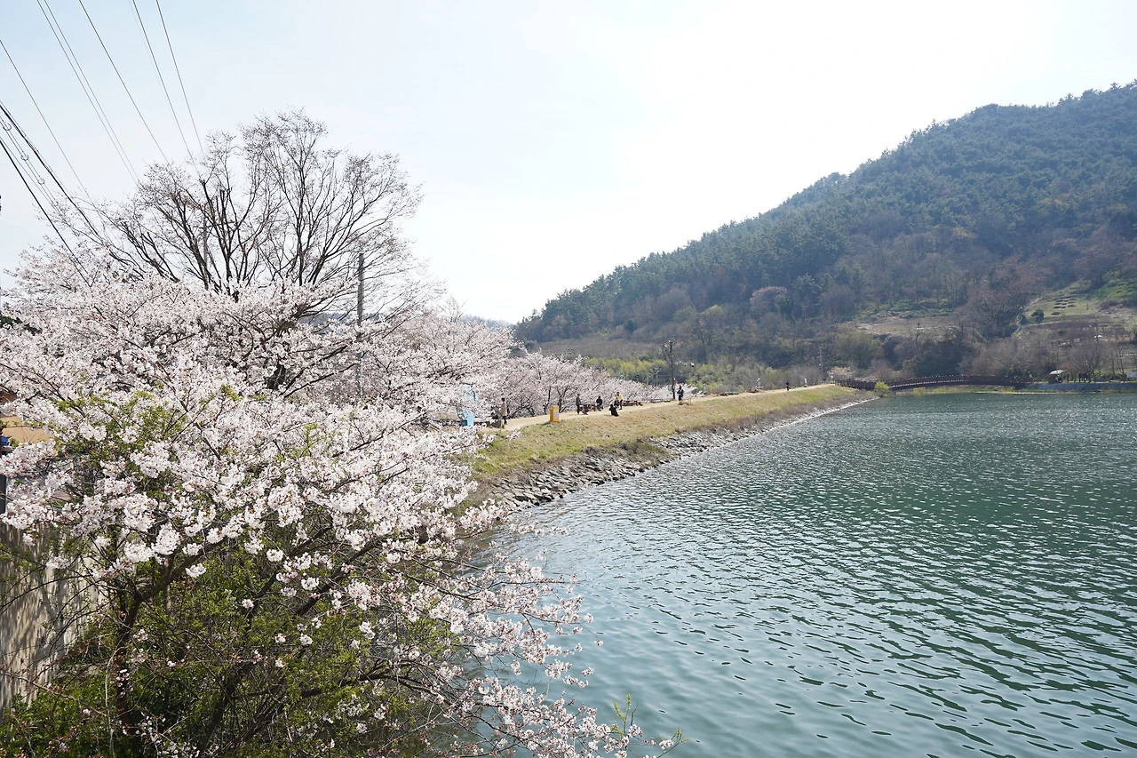 3-4나주한수제벚꽃호수.JPG
