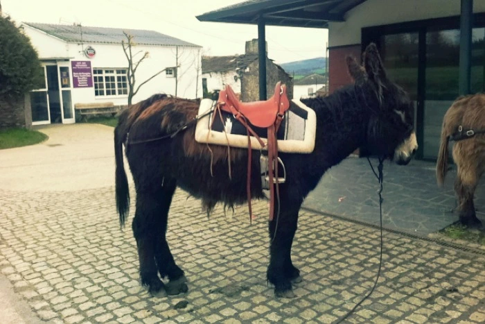 20130407 (1)_santiago de compostela.jpg