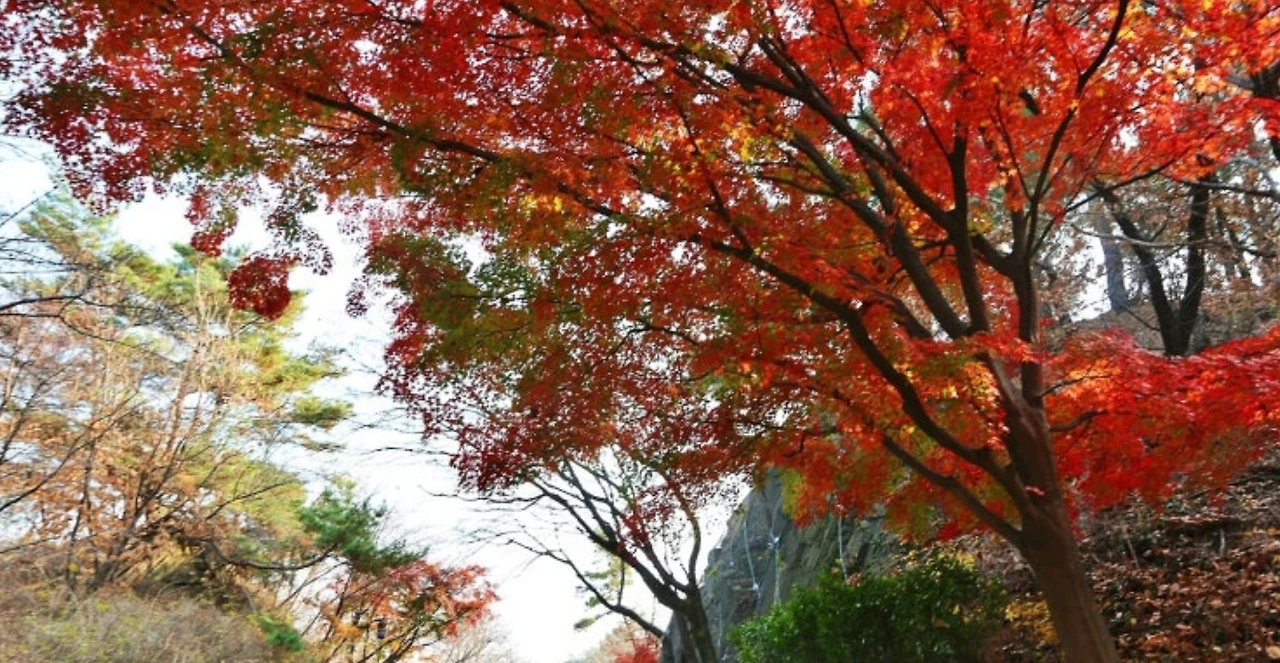 단풍16.JPG