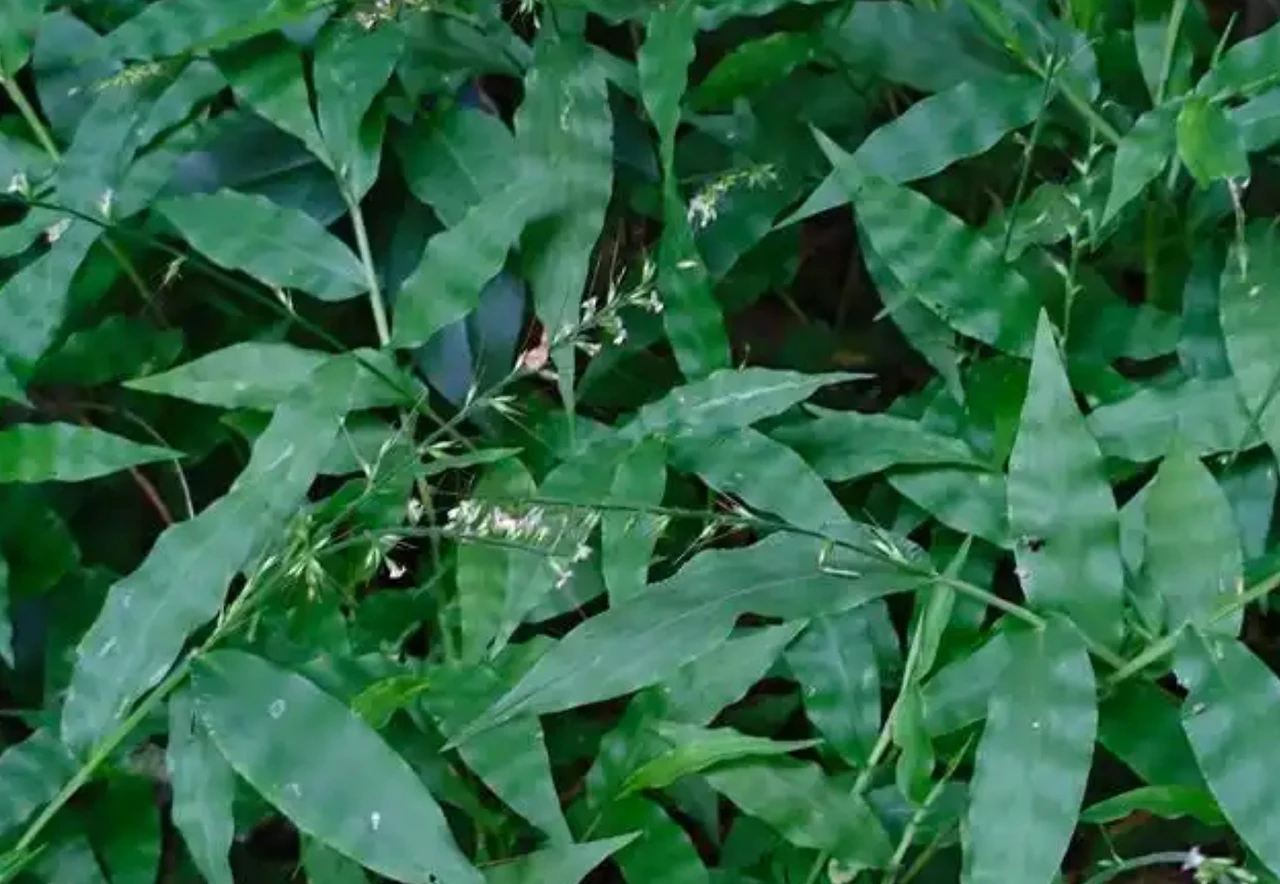 Screenshot 2024-12-18 at 23.09.56.JPG